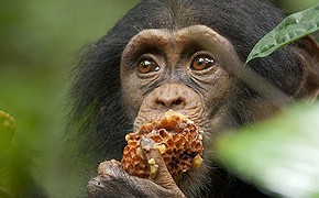Chimpanzee