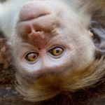 Monkey Kingdom