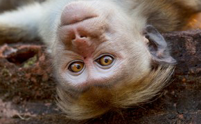 Monkey Kingdom